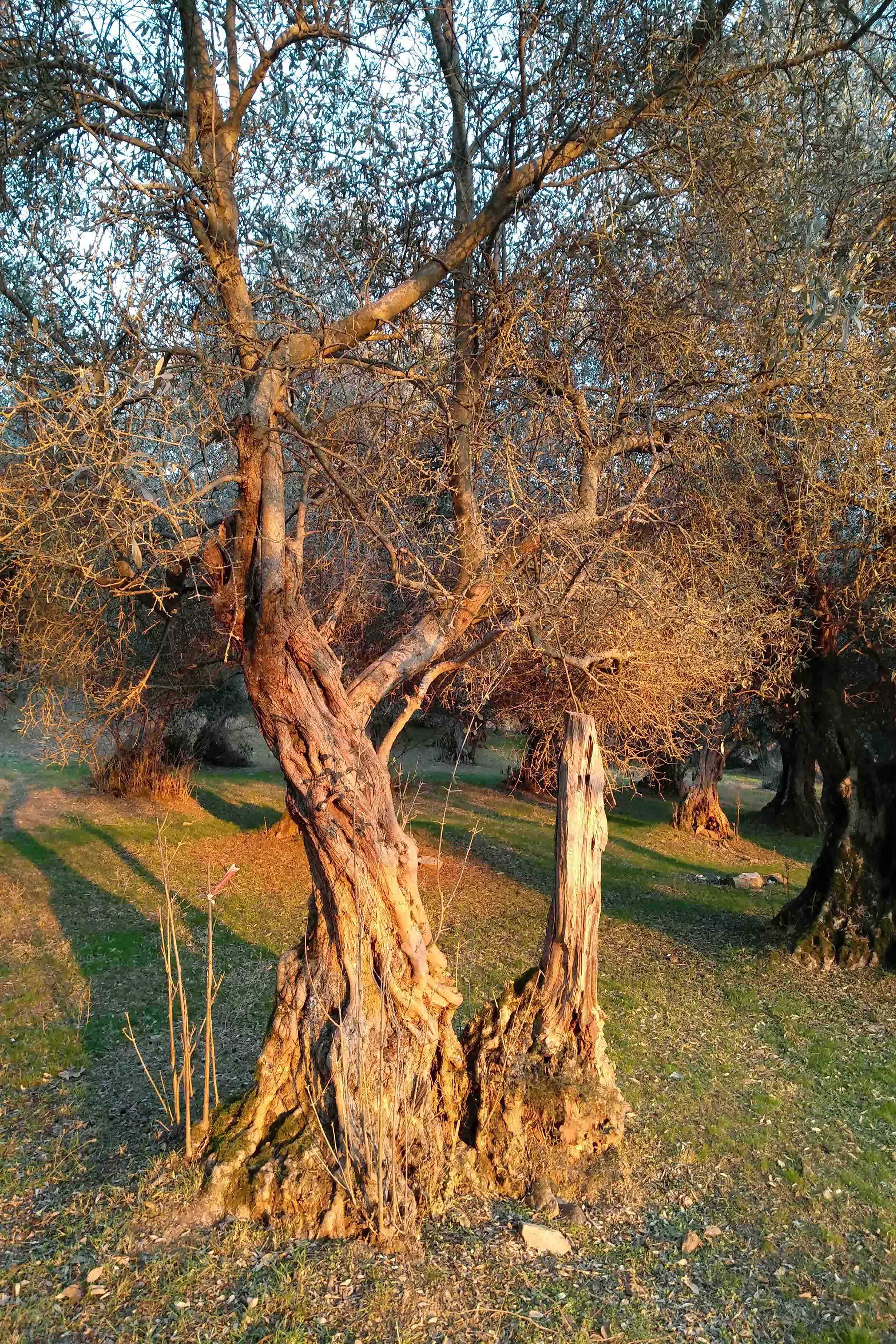 Πανοραμική θέα της Τσαριτσάνης